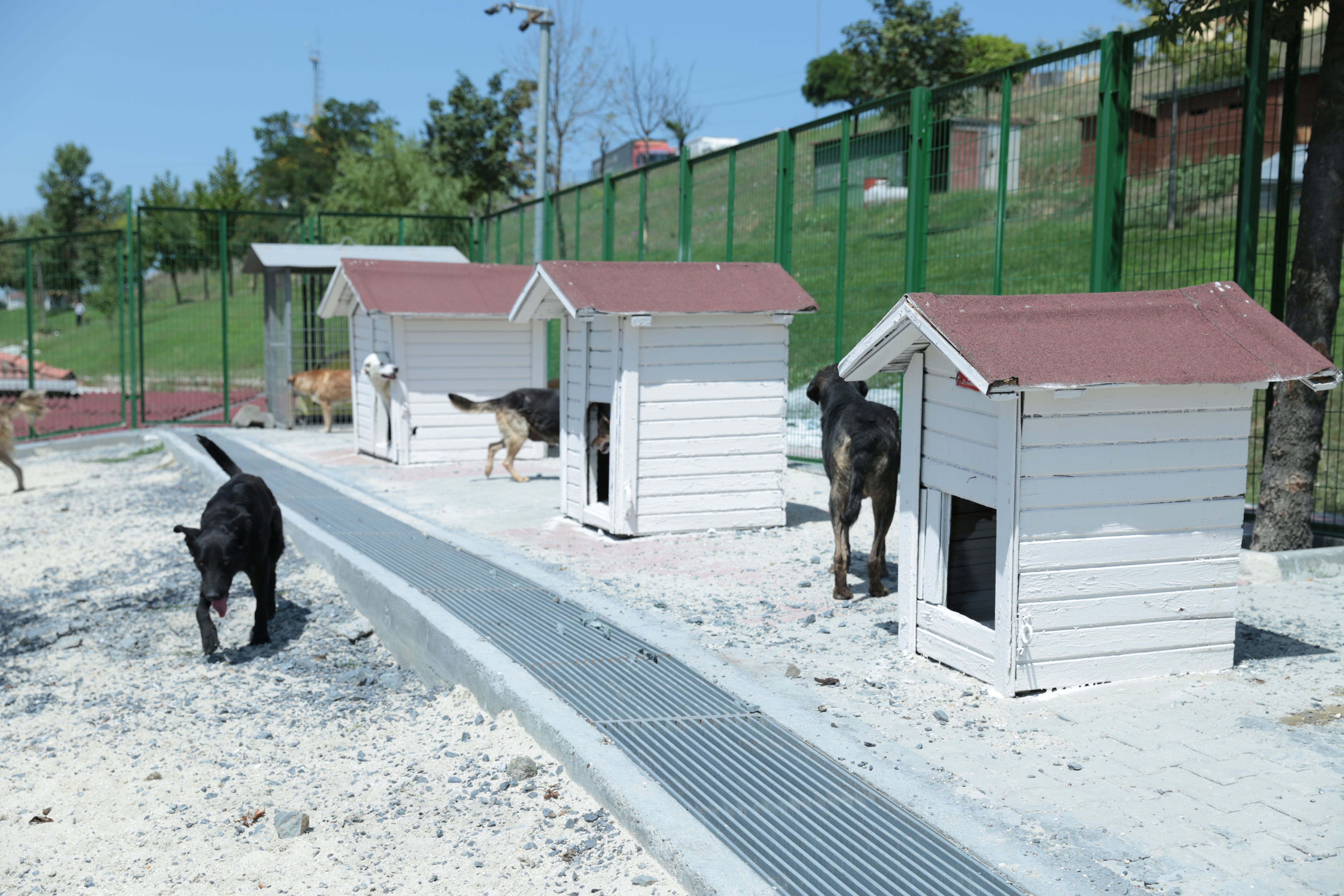 t c bagcilar belediyesi resmi web sitesi bagcilar belediyesi hayvan barinma ve musahade merkezi