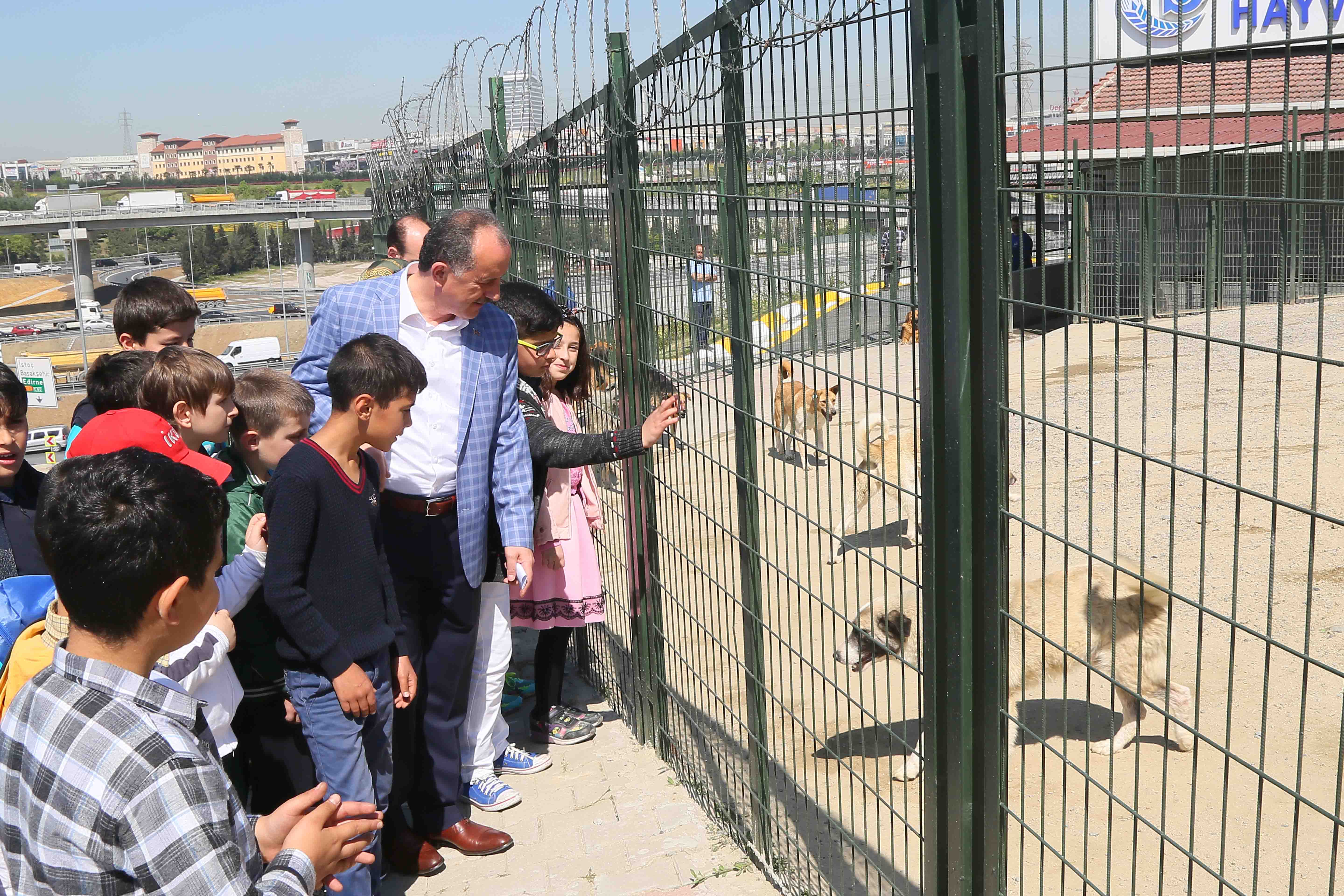 Kedi Barınağı Istanbul