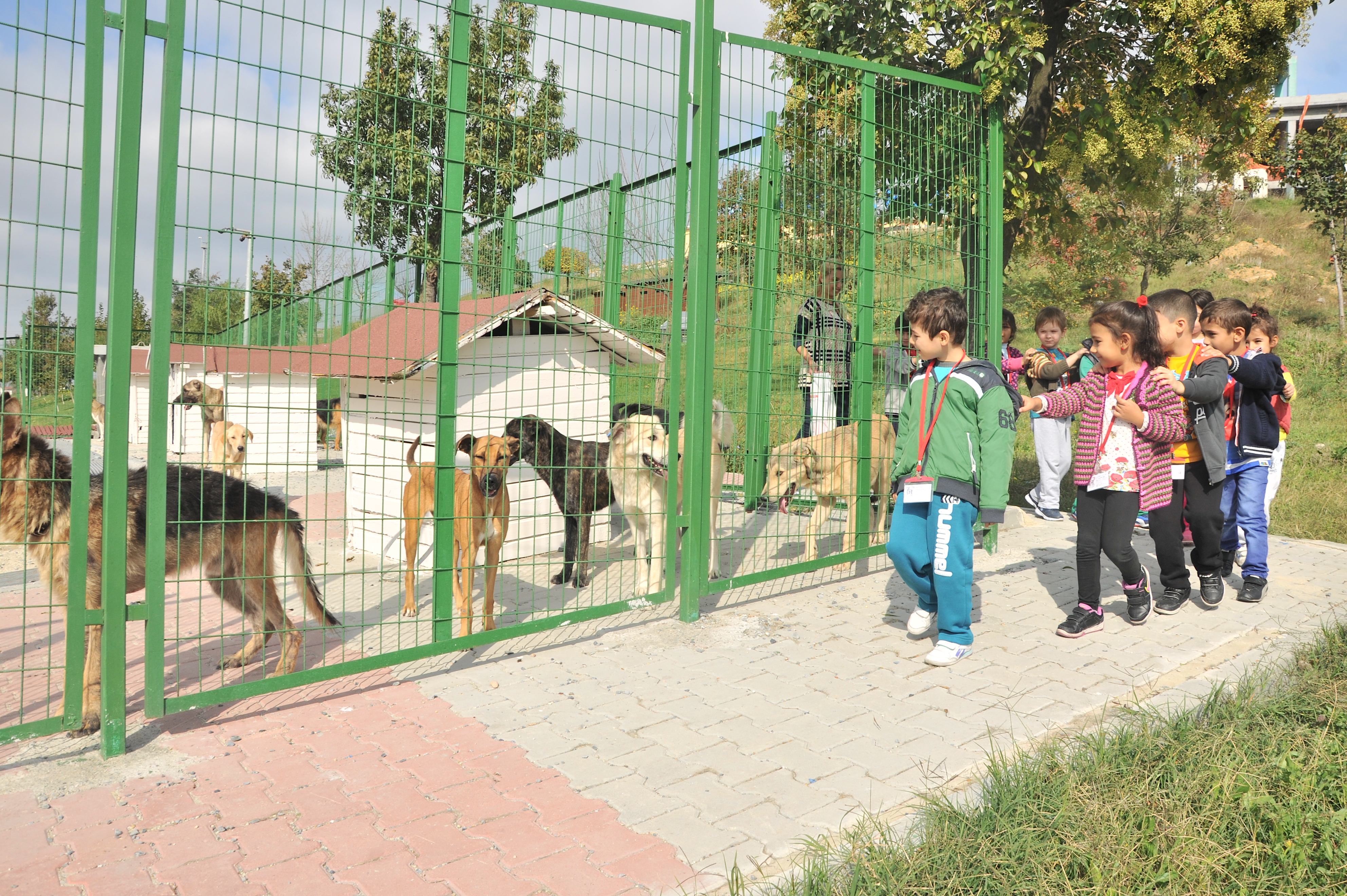 köpek bakım evi