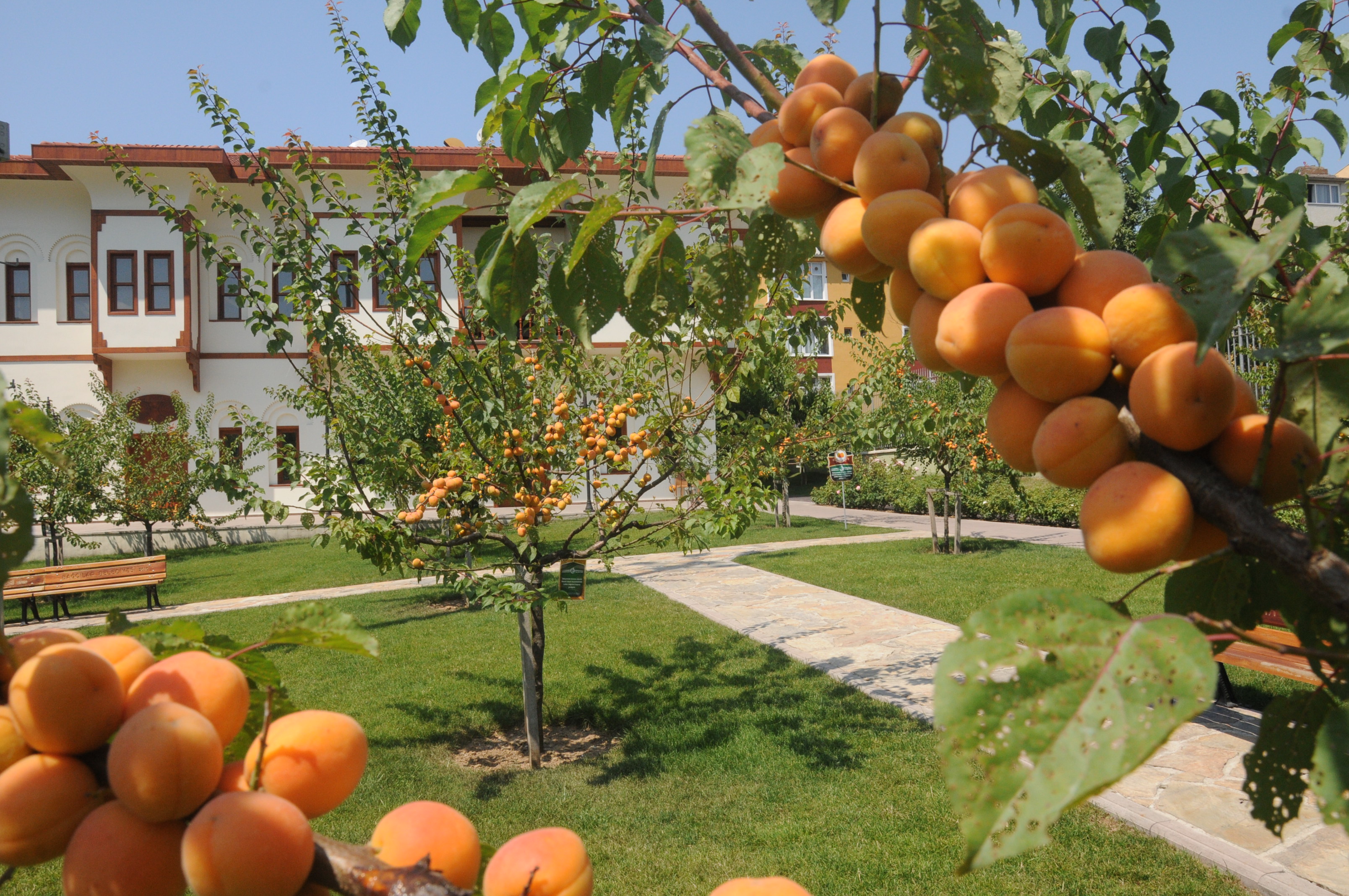 Kayısı Bahçesi ve Malatya Konağı